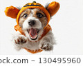 A Jack Russell Terrier jumps to the camera in a cute orange pumpkin costume, celebrating Halloween with playful energy on a white background. 130495960