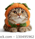 Adorable cat in pumpkin costume posing on white background ready for festive and cozy Halloween celebration. Pet clothes, Halloween kitten card 130495962