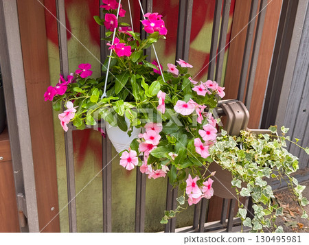 Hanging pot with pink flowers. Urban decoration, seasonal gardening, and lifestyle atmosphere in the city. 130495981