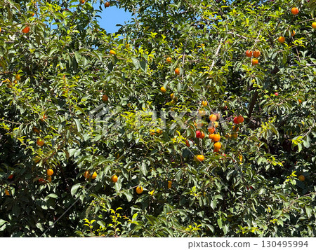 A fruit tree with green leaves and ripe plums grows under summer sunlight outdoors. Agriculture, nutrition, and ecology highlight organic harvest, seasonal food, and natural abundance. 130495994