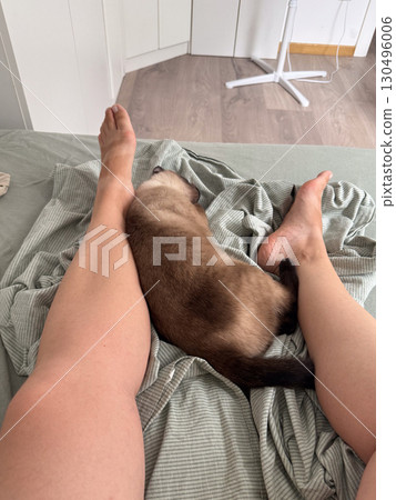 A siamese cat sleeps peacefully between the legs of its owner on a bed. Human-animal connection, comfort, and domestic intimacy express trust, companionship, and emotional closeness. 130496006