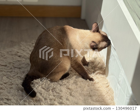 A siamese cat stands on a wool rug near the bed in sunlight. Domestic animal behavior, curiosity, and lifestyle atmosphere reflect presence, attention, and everyday companionship. 130496017