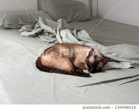 A siamese cat rests on a bed with soft sheets and pillows in a calm interior. Domestic life, companionship, and relaxation highlight home comfort, lifestyle and emotional bonding. 130496019