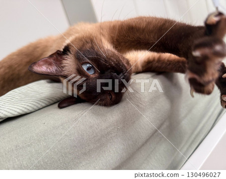 A siamese cat stretches its paw forward with extended claws and alert gaze. Pet anatomy, instinct, and domestic animal behavior highlight curiosity and natural feline expression. A siamese cat stretches its paw forward with extended claws and alert gaze. Pet anatomy, instinct, and domestic animal behavior highlight curiosity and natural feline expression. 130496027