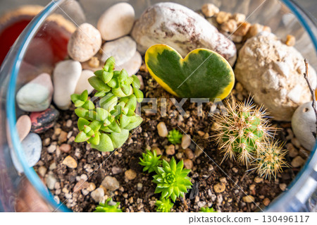Close up top view of completed florarium with cacti, stones and decorative elements in a glass container. Concept of eco-friendly home decor, natural design and handcrafted botanical arrangement Close up top view of completed florarium with cacti, stones and decorative elements in a glass container. Concept of eco-friendly home decor, natural design and handcrafted botanical arrangement 130496117