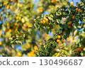 Fresh mirabelle plums on tree branch 130496687