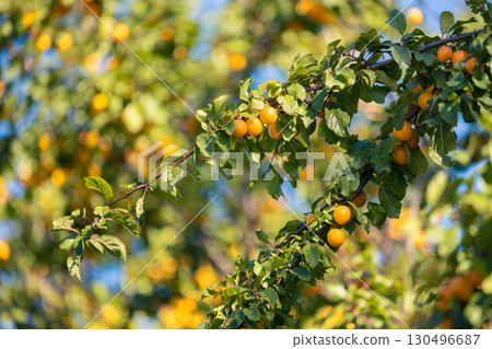 Fresh mirabelle plums on tree branch 130496687