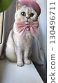 Adorable cat with pink beret and bow by window 130496711