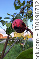 Close-up of a ripe red apple with blemishes on a tree branch outdoors 130496712