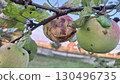 Ripe and damaged apples on tree branch with insect in orchard setting 130496735