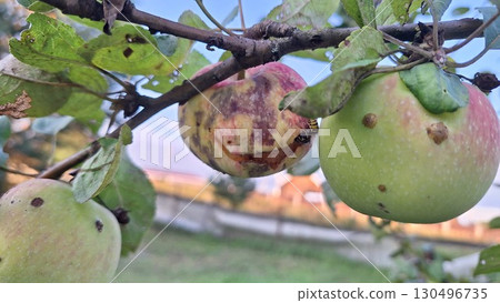 Ripe and damaged apples on tree branch with insect in orchard setting 130496735