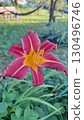 Vibrant red daylily bloom in lush green garden setting 130496746