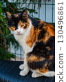 Istanbul, Turkey. Street cat resting in the city. Charm of Istanbul, local culture, and the close bond between people and animals. 130496861