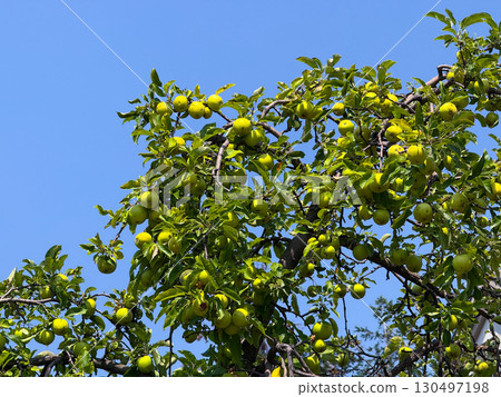 Apple tree with ripe green fruits hanging under blue summer sky. Agriculture, harvest, and nutrition representing organic growth, farming, and seasonal abundance. 130497198