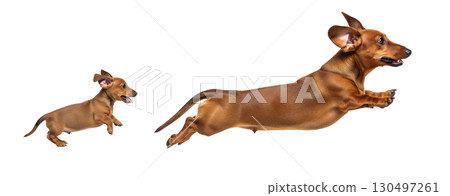 A dachshund puppy and an adult dog leap energetically in mid-air, showcasing their playful nature. Both dogs appear joyful and full of energy, isolated on a white background. 130497261