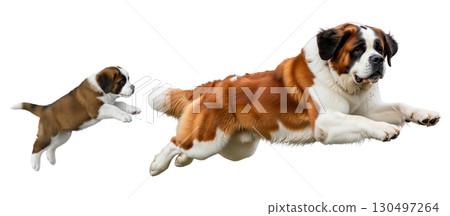 A Saint Bernard puppy and an adult dog are captured in mid-jump, showcasing their playful energy and excitement. They appear to be enjoying a moment of fun and bonding. A Saint Bernard puppy and an adult dog are captured in mid-jump, showcasing their playful energy and excitement. They appear to be enjoying a moment of fun and bonding. 130497264