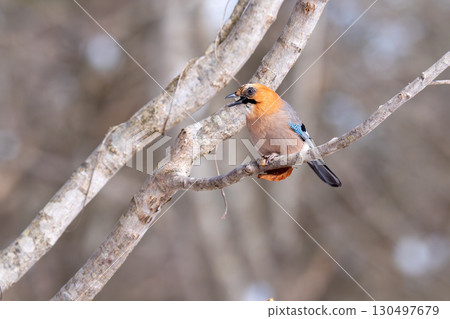 A mountain jay perched on a tree branch, preparing to eat an acorn. A mountain jay perched on a tree branch, preparing to eat an acorn. 130497679