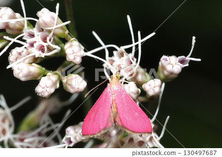 American pink moth resting on a Japanese daisy flower 130497687