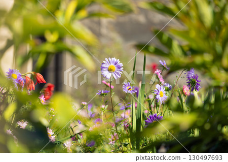 Beautiful flowers on late summer garden with blurred bokeh foreground Beautiful flowers on late summer garden with blurred bokeh foreground 130497693