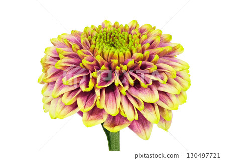 [Chrysanthemum SP Mum Seirilique] (depth synthesis) 130497721