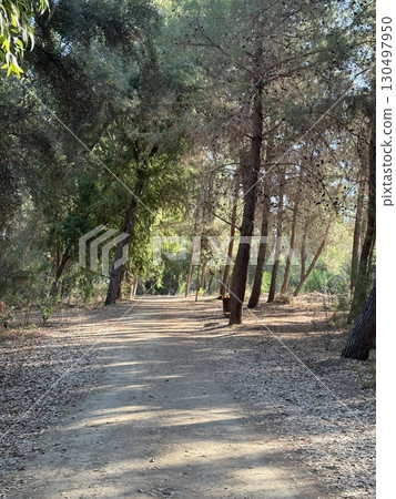 Dirt Path through a Forest of Trees 130497950
