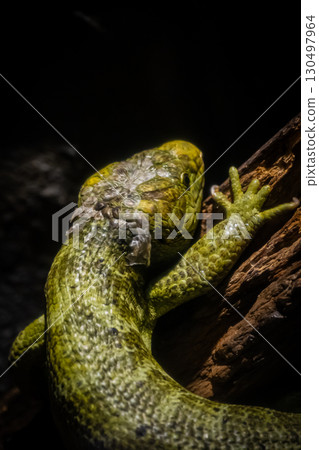Iguana at Maruyama Zoo, Hokkaido 130497964