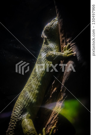 Iguana at Maruyama Zoo, Hokkaido Iguana at Maruyama Zoo, Hokkaido 130497966
