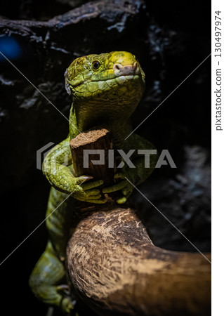 Iguana at Maruyama Zoo, Hokkaido 130497974