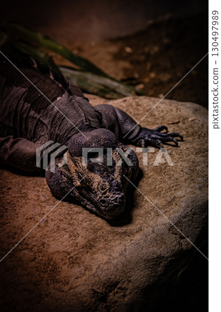 Land iguana at Maruyama Zoo, Hokkaido 130497989