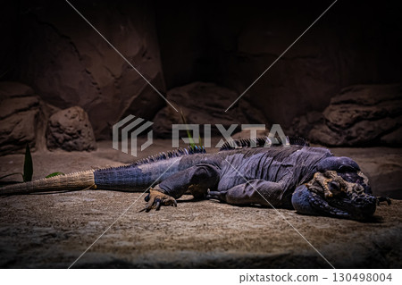 Land iguana at Maruyama Zoo, Hokkaido Land iguana at Maruyama Zoo, Hokkaido 130498004