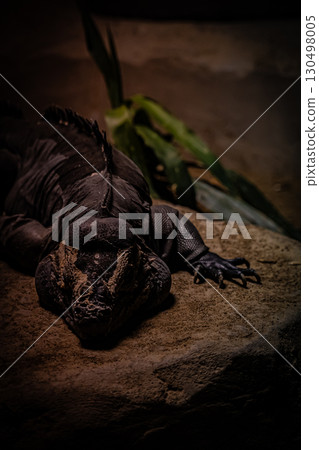 Land iguana at Maruyama Zoo, Hokkaido Land iguana at Maruyama Zoo, Hokkaido 130498005