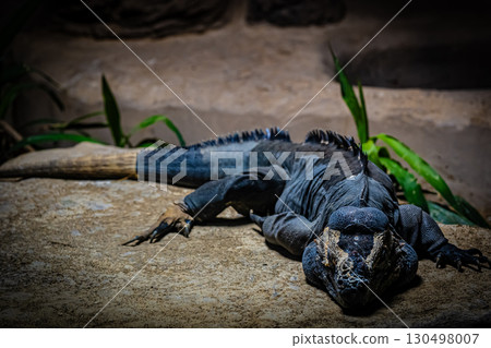 Land iguana at Maruyama Zoo, Hokkaido 130498007