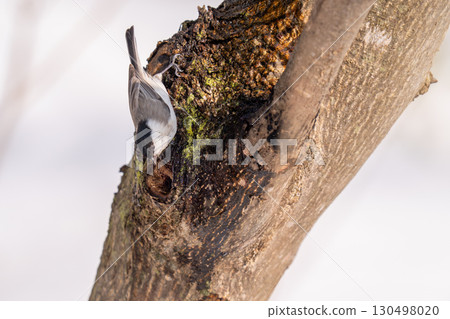 A large-billed tit perched on a tree trunk, about to lick the sap. 130498020