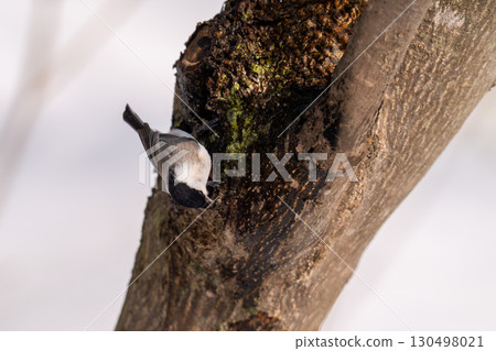 一隻大嘴山雀棲息在樹幹上，準備舔舐樹液。 130498021