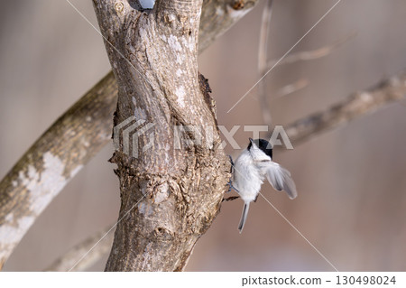A large-billed tit perched on a tree trunk searching for food A large-billed tit perched on a tree trunk searching for food 130498024
