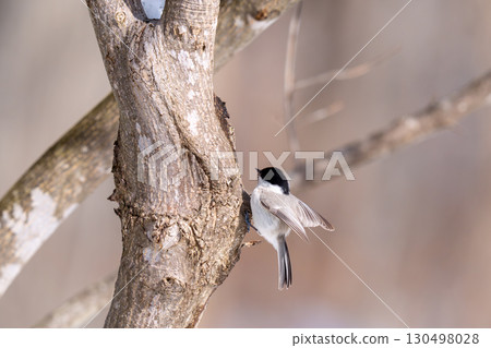 一隻大嘴山雀棲息在樹幹上尋找食物 一隻大嘴山雀棲息在樹幹上尋找食物 130498028