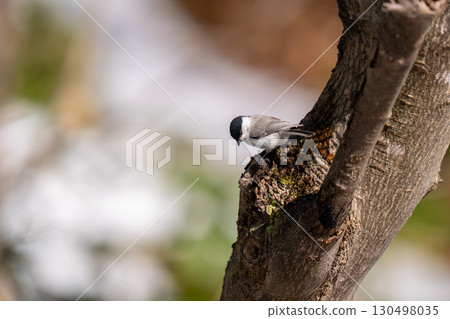 A large-billed tit perched on a tree trunk searching for food A large-billed tit perched on a tree trunk searching for food 130498035