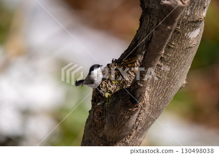 A large-billed tit perched on a tree trunk searching for food 130498038