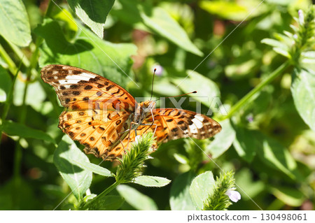 A female Indica fritillary sucking nectar from a foxglove flower 130498061