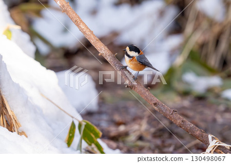 一隻鸚鵡山雀棲息在樹枝上，觀察周圍的區域。 130498067