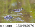 Common sandpiper looking for food in a lotus root field 130498070