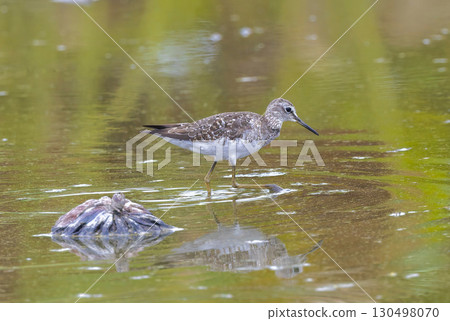 Common sandpiper looking for food in a lotus root field 130498070