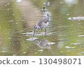 Common sandpiper looking for food in a lotus root field 130498071