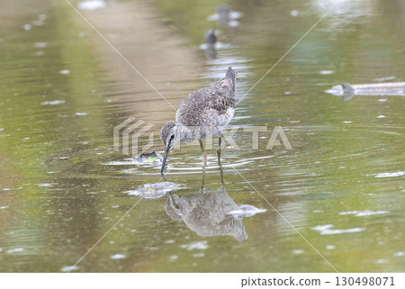 Common sandpiper looking for food in a lotus root field 130498071