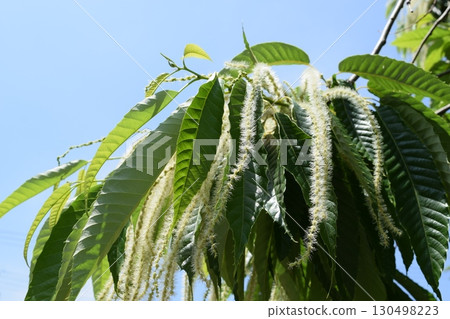 栗子花 白色奶油花 栗子花 白色奶油花 130498223
