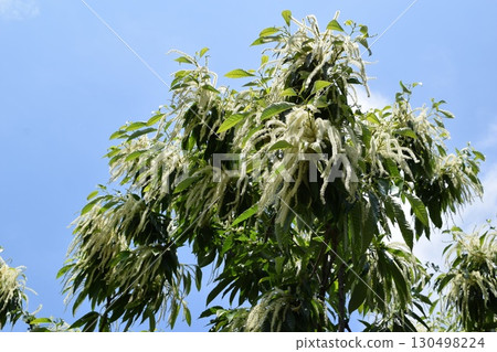Chestnut flower White cream flower 130498224