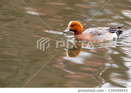 一隻赤頸鴨在公園池塘休息 130498442
