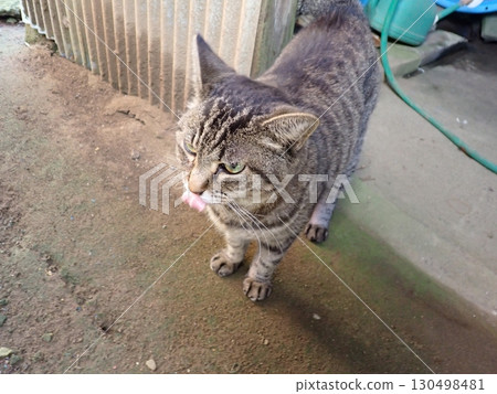 A cat staring at you 130498481