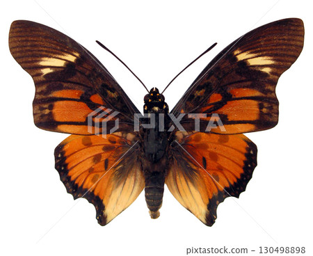 A Charaxes acraeoides butterfly features striking patterns of orange and brown on its wings. This specimen highlights its unique morphology and coloration in a solitary shot. 130498898