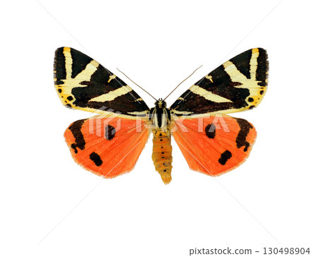 Euplagia quadripunctaria moth is highlighted in vivid colors against a plain white backdrop. Geometric patterns and vibrant orange hues make the moth visually striking and fascinating. 130498904